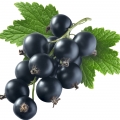 ادکلن های با نت انگور فرنگی سیاه (Black Currant)