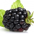 ادکلن های با نت توت سیاه (Blackberry)
