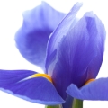 ادکلن های با نت زنبق (Iris)