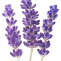 ادکلن های با نت اسطوخودوس (Lavender)