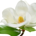 ادکلن های با نت مگنولیا (Magnolia)