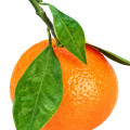 ادکلن های با نت نارنگی ماندارین (Mandarin Orange)