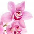 ادکلن های با نت ارکیده (Orchid)